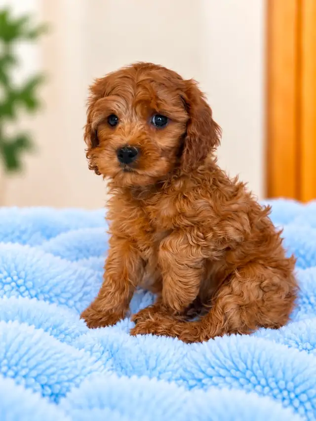 Mini cavapoo puppies (cavalier King Charles x toy poodle)