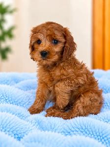 Mini cavapoo puppies (cavalier King Charles x toy poodle)