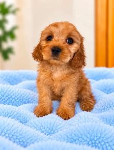 Mini cavapoo puppies (cavalier King Charles x toy poodle) - Photo 2