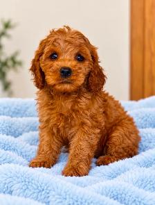 Mini cavapoo puppies (cavalier King Charles x toy poodle) - Photo 4