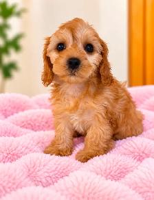 Mini cavapoo puppies (cavalier King Charles x toy poodle) - Photo 5