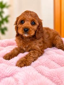 Mini cavapoo puppies (cavalier King Charles x toy poodle) - Photo 6