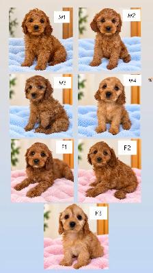 Mini cavapoo puppies (cavalier King Charles x toy poodle) - Photo 7
