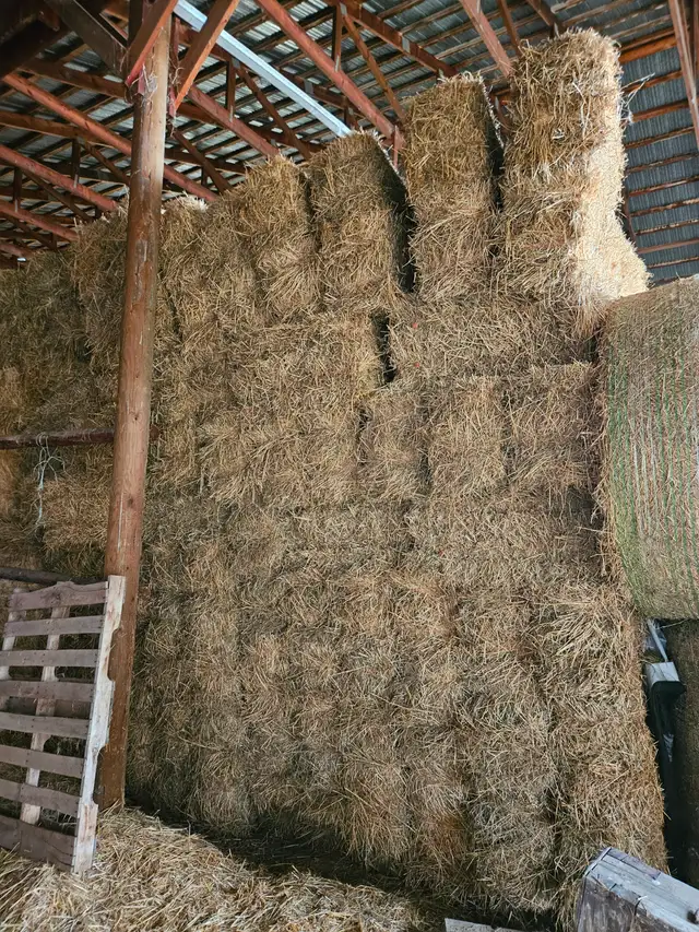 Second cut Alfalfa square bales