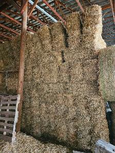Second cut Alfalfa square bales