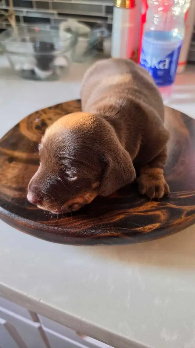 Miniature Dachshund Puppies – Males & Females (Max 5lbs)