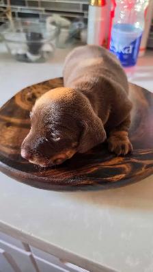 Miniature Dachshund Puppies – Males & Females (Max 5lbs)