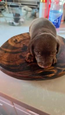 Miniature Dachshund Puppies – Males & Females (Max 5lbs) - Photo 2