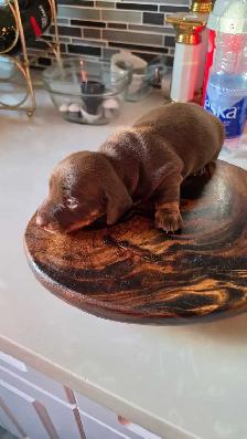 Miniature Dachshund Puppies – Males & Females (Max 5lbs) - Photo 3