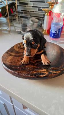 Miniature Dachshund Puppies – Males & Females (Max 5lbs) - Photo 4