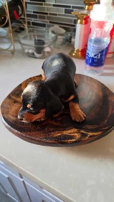 Miniature Dachshund Puppies – Males & Females (Max 5lbs) - Photo 5