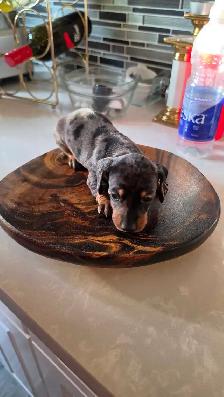 Miniature Dachshund Puppies – Males & Females (Max 5lbs) - Photo 6