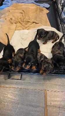 Miniature Dachshund Puppies – Males & Females (Max 5lbs) - Photo 7
