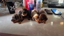 Miniature Dachshund Puppies – Males & Females (Max 5lbs) - Photo 8