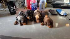 Miniature Dachshund Puppies – Males & Females (Max 5lbs) - Photo 9