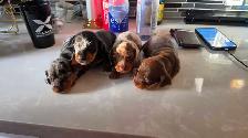 Miniature Dachshund Puppies – Males & Females (Max 5lbs) - Photo 10