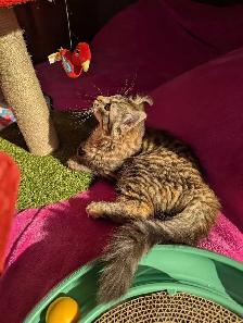 MAGNIFIQUE CHATON FEMELLE HIGHLAND LYNX ET ANGORA