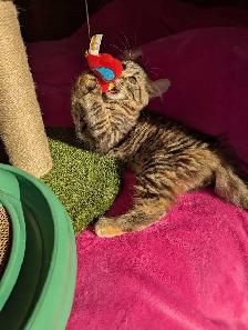 MAGNIFIQUE CHATON FEMELLE HIGHLAND LYNX ET ANGORA - Photo 2