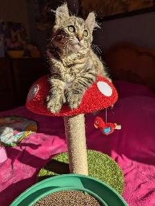 MAGNIFIQUE CHATON FEMELLE HIGHLAND LYNX ET ANGORA - Photo 3