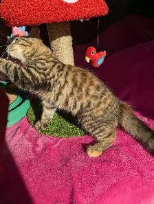 MAGNIFIQUE CHATON FEMELLE HIGHLAND LYNX ET ANGORA - Photo 4