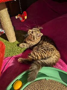 MAGNIFIQUE CHATON FEMELLE HIGHLAND LYNX ET ANGORA - Photo 5