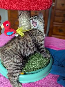 MAGNIFIQUE CHATON FEMELLE HIGHLAND LYNX ET ANGORA - Photo 6