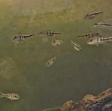 xingu peacock bass 2'-2.5' - Photo 2