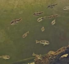 xingu peacock bass 2'-2.5' - Photo 3