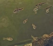 xingu peacock bass 2'-2.5' - Photo 4