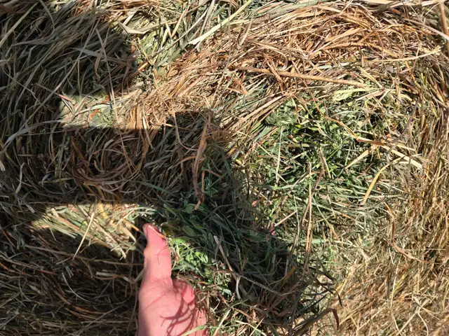 2nd Cut Hay For Sale