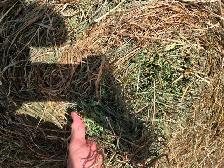 2nd Cut Hay For Sale