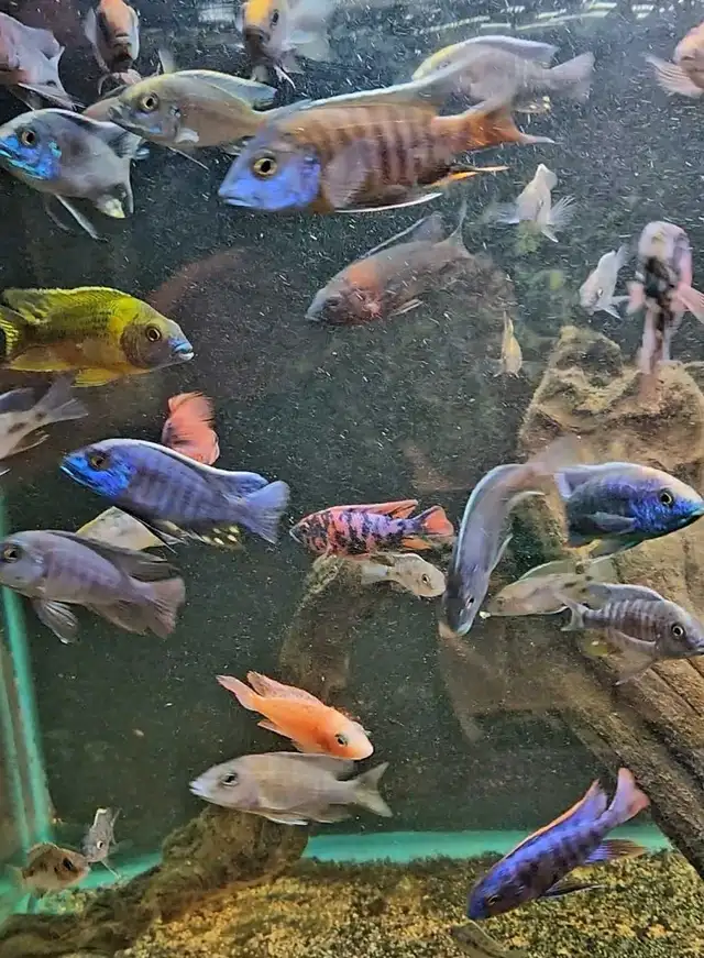 high quality male peacock & haps 2.5'-3.5'