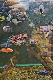high quality male peacock & haps 2.5'-3.5' - Photo 2