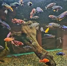 high quality male peacock & haps 2.5'-3.5' - Photo 3