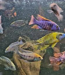 high quality male peacock & haps 2.5'-3.5' - Photo 4