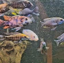 high quality male peacock & haps 2.5'-3.5' - Photo 6