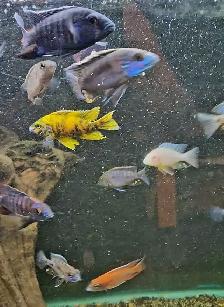 high quality male peacock & haps 2.5'-3.5' - Photo 7