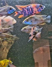 high quality male peacock & haps 2.5'-3.5' - Photo 8