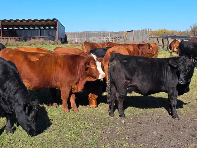 Premium Bred Heifers - Early Calving Purebred Simmentals