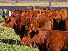 Premium Bred Heifers - Early Calving Purebred Simmentals - Photo 3