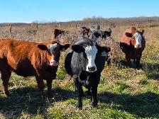 Premium Bred Heifers - Early Calving Purebred Simmentals - Photo 4