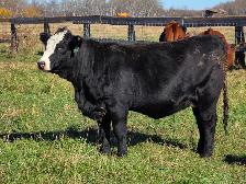 Premium Bred Heifers - Early Calving Purebred Simmentals - Photo 5