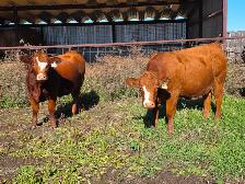 Premium Bred Heifers - Early Calving Purebred Simmentals - Photo 6