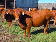 Premium Bred Heifers - Early Calving Purebred Simmentals - Photo 7