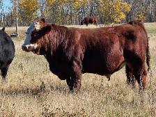 Premium Bred Heifers - Early Calving Purebred Simmentals - Photo 8