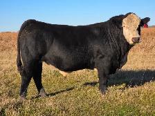 Premium Bred Heifers - Early Calving Purebred Simmentals - Photo 9