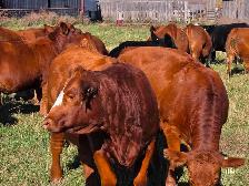 Premium Bred Heifers - Early Calving Purebred Simmentals - Photo 10