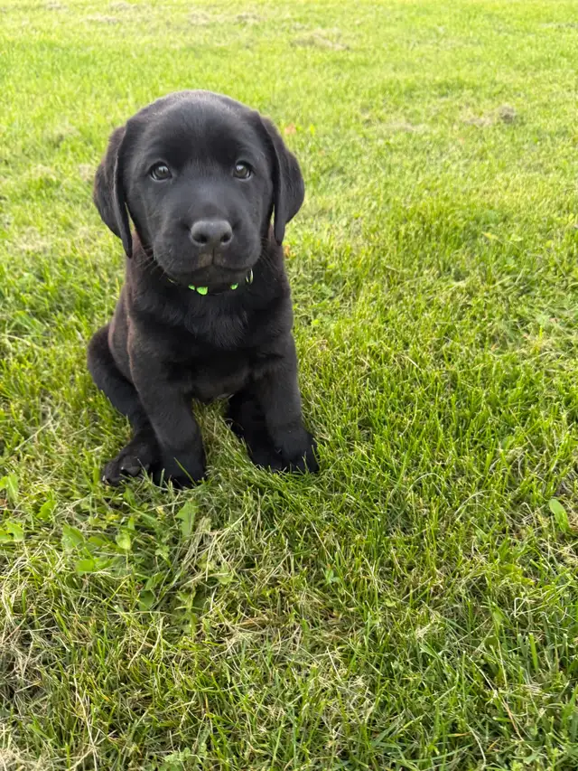 Purebred Labrador Retriever Puppy