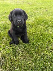 Purebred Labrador Retriever Puppy