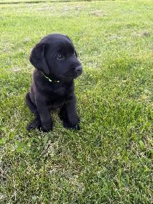 Purebred Labrador Retriever Puppy - Photo 2